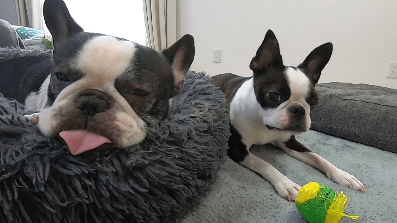 眠いフレブルとボール遊びがしたいボストンテリア