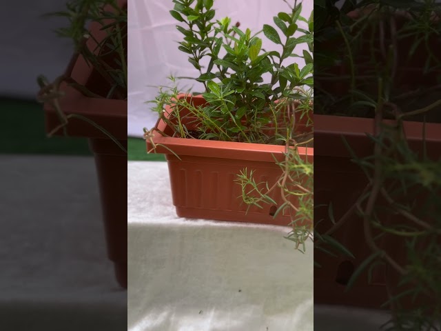 اكزورا نانا lxora coccinea