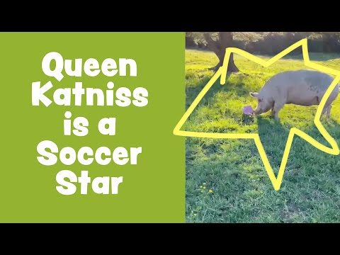 Pigs Playing Soccer!