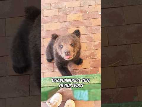 Il cucciolo di orso ha seguito l'uomo a casa ed è stato adottato