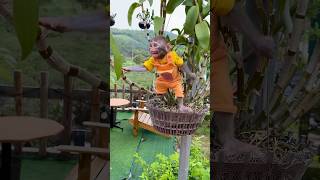 #monkey #funny #animals #comedy #funnymonkey #vira