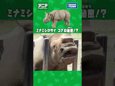 【アニア研究所】　ミナミシロサイ　コブの秘密？　#アニア #タカラトミー #shorts #アドベンチャーワールド
