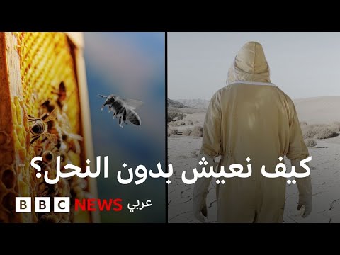 فيديو | ماذا يحدث في العالم إذا اختفى النحل؟