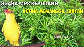 Download lagu MP3 suara rame BURUNG KEPODANG BETINA MEMANGGIL JANTAN bersautan mp3 Download lagu MP3 suara rame BURUNG KEPODANG BETINA MEMANGGIL JANTAN bersautan mp3