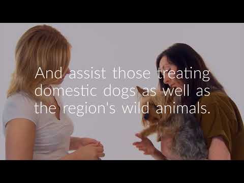 UNH Researchers Discover New Strain of Canine Distemper Virus in Wild Animals in NH, VT