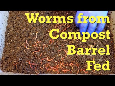 Bin started 157 days ago with worms from compost barrel gets fed - vermicompost