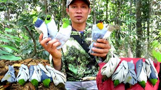 Download lagu BERPETUALANG MEMIKAT BURUNG CUCAK IJO POIN MELIMPAH DI SPOT TAK TERDUGA mp3 Download lagu BERPETUALANG MEMIKAT BURUNG CUCAK IJO POIN MELIMPAH DI SPOT TAK TERDUGA mp3