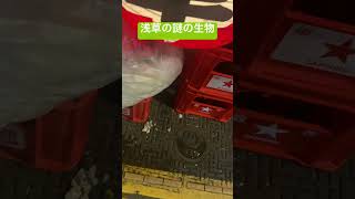 ［恐怖映像］浅草の謎の生物　※BGMを付けてみた　#恐怖 #恐怖映像 #浅草