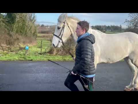 3 Year Old Irish Draught Filly - Image 2