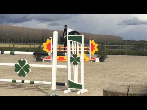 Ferenzo Vdl (Arezzo Vdl x Indoctro Vdl