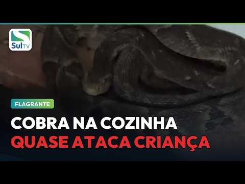 Vídeo mostra jararaca escondida dentro de casa e quase ataca criança em SC #Shorts