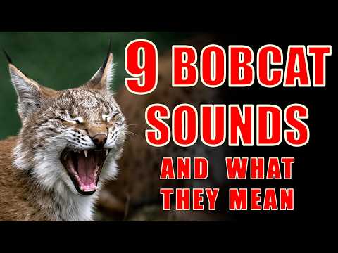 Bobcat Sounds