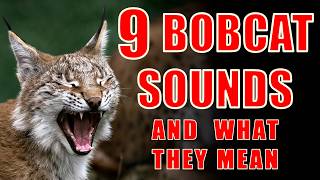 9 Bobcat Sounds Explained: Understand Their Chirps and Screams