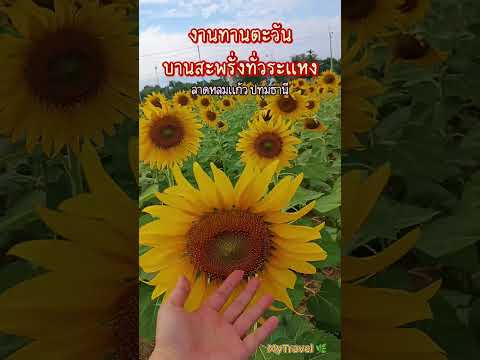 #ทานตะวัน งานทานตะวันบานสะพรั่งทั่วระแหงครั้งที่6 cpram #ลาดหลุมแก้ว #ปทุมธานี วันนี้-10ธันวาคม 2568
