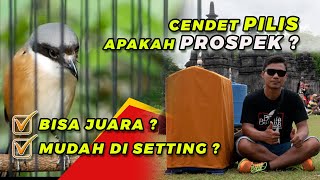 Download lagu Cendet Pilis Apakah Prospek ??? Mengenali Karakter Burung Cendet Blangkon Pilis mp3