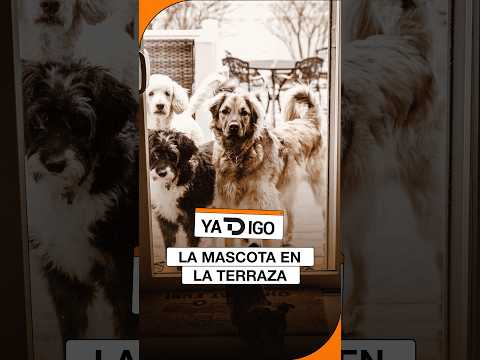 #YaTDigo: La mascota en la terraza