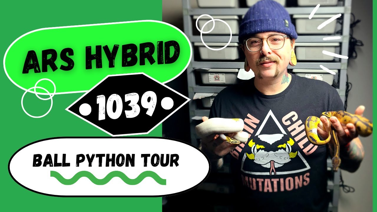 Awesome Ball Python Collection!! A Tour Of My Snake Rack!! ARS 1039 HYBRID