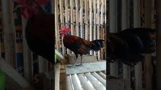 Download lagu suara pikat ayam hutan bekikuk/kasintu muda gacor mp3