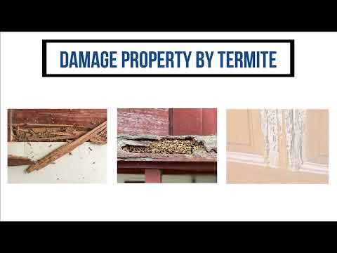 Damage Property By Termite
