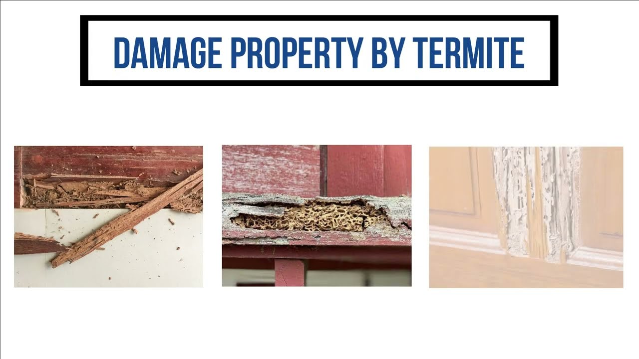 Best Termite Treatment Service