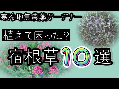 ススキの管理方法は？エレファントグラスの植え方、剪定、肥料のやり方に関するヒント  庭園