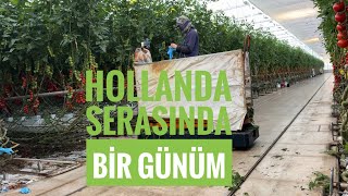HOLLANDA SERASINDA ÇALIŞAN BİRİ OLARAK BİR GÜNÜM NASIL GEÇİYOR