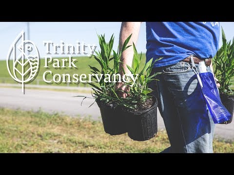 download lagu mp3 mp4 Trinity Park Conservancy, download lagu Trinity Park Conservancy gratis, unduh video klip Trinity Park Conservancy