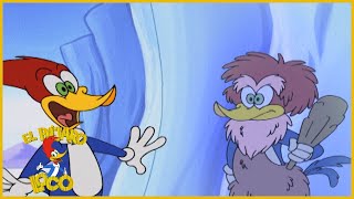 El Pájaro Loco Episodio Completo | Carpintero salvaje | Dibujos Animados | Caricaturas