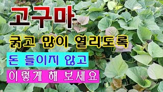 [텃밭농부 1,604]  돈 들이지 않고 고구마가 굵고 많이 열리도록 이렇게 해 보세요. #고구마재배