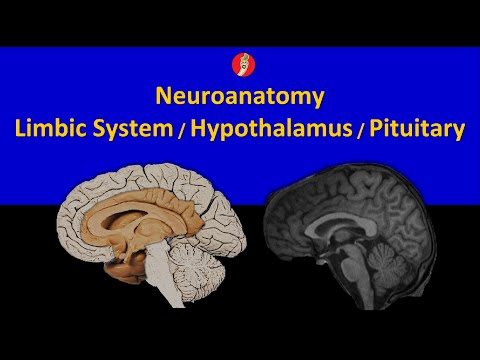 Neuroanatomy: Limbic System, Hypothalamus, and Pituitary Axis