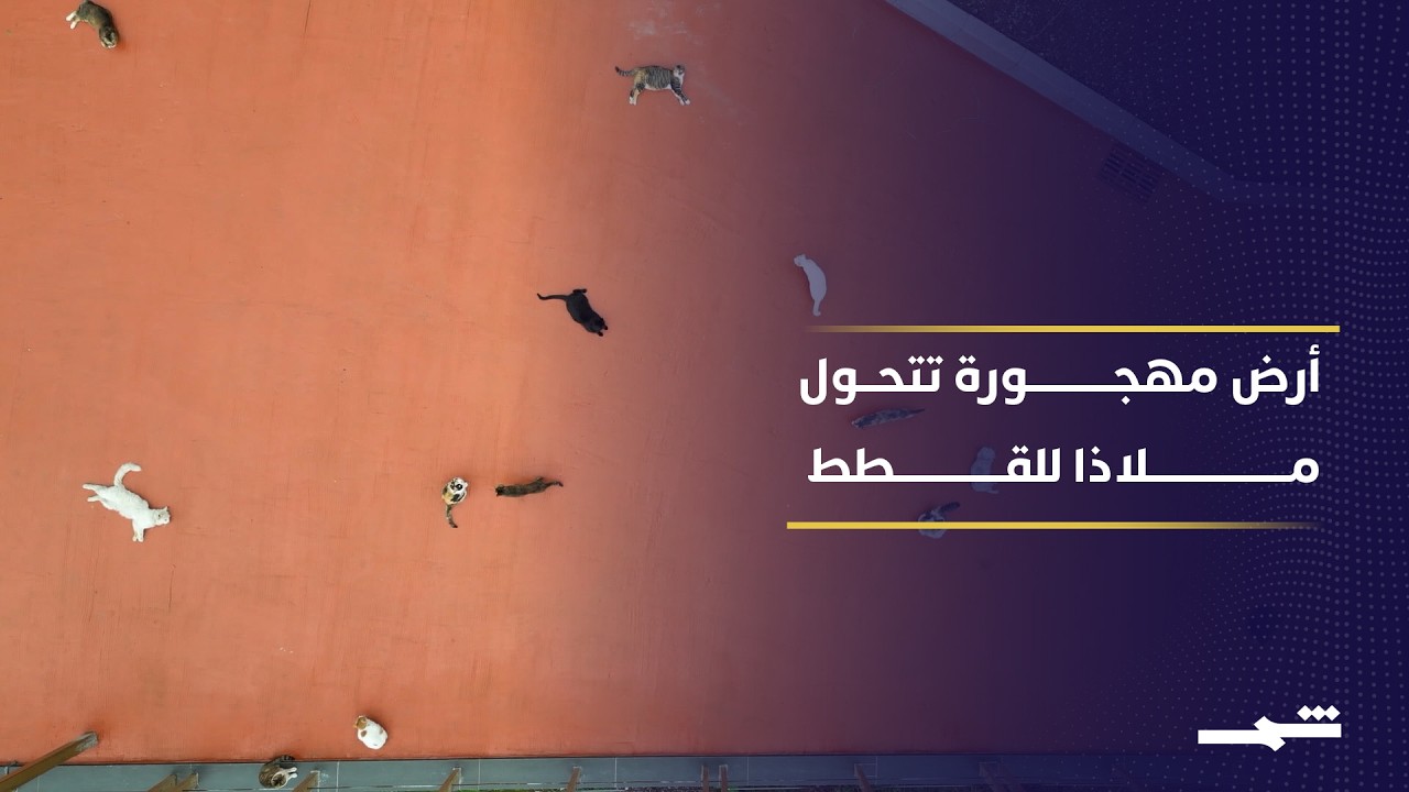 فيديو | مدينة صينية تحول أرضا مهجورة إلى متنزه للقطط الضالة