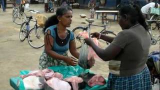 preview picture of video 'Sri-Lanka Negombo Шри-Ланка Негомбо fishmarket before ocean FullHD 1080p'