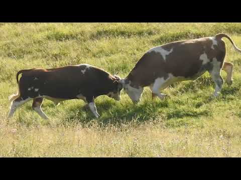 Spectacol pe Dealul Geoagiului