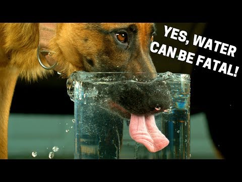 YouTube video about: How often should you change your dog's water?