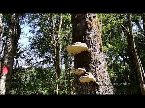 Curriñe Futrono Región de Los Ríos Chile 16 