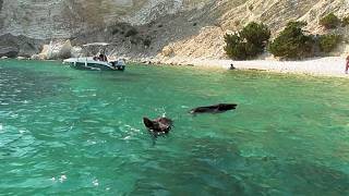 Neuer Hype um Insel Atokos: Menschen und Wildschweine baden und sonnen hier gemeinsam