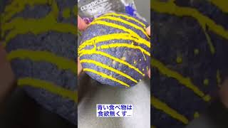 セブンイレブンで不味そうな色のメロンパンが売ってた。