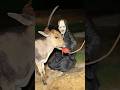 POV When Hanuman Bhakt Save Baby Cow To Ghost Hanuman Ghost Bhoot Trending Hanuman