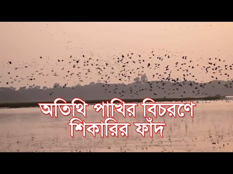 অতিথি পাখির বিচরণে শিকারির ফাঁদ