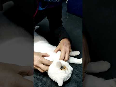 Animal Physical Rehab | Feline/ Cat Rehabilitation - Physiotherapy Treatment