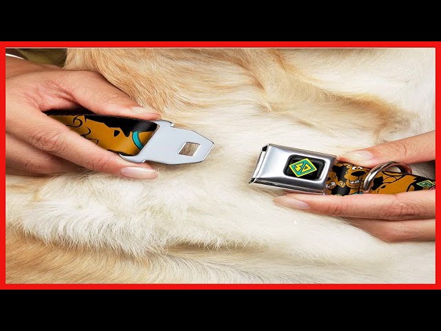 Vídeo relacionado con Buckle-Down Collar de Perro con Clip de plástico Scooby Doo and Shaggy Poses Munchies Tie Dye Multicolor 9 a 15 Pulgadas 1.0 Pulgadas de Ancho (DC-BKSR-WSD027-1.0-S)