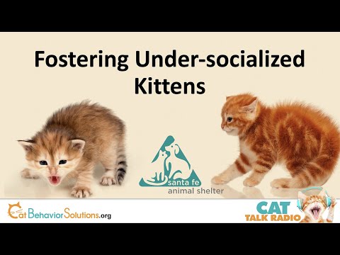 Fostering Under-socialized Kittens