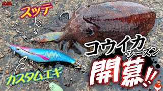 コウイカエギング開幕！あの爆釣カスタムエギをさらにカスタムした結果 #堤防コウイカリーダー