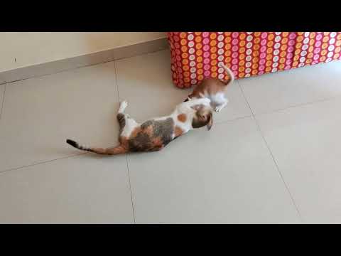 Cat# Maa Or Bete Ki Masti Fighting🐭youtube