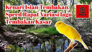 Download lagu Kenari isian tembakan, speed rapat dengan variasi lagu dan tembakan kasar mp3