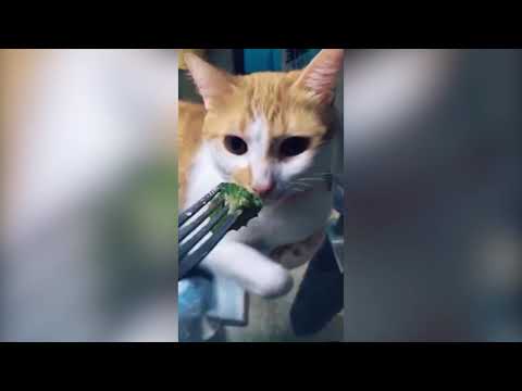 En Tatlış Ve Komik Kedi Videoalrı 😹😹  -  Funny Cats