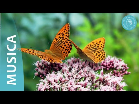 Danza delle farfalle – musica benefica del Circolo degli Amici di Bruno Gröning e foto della natura
