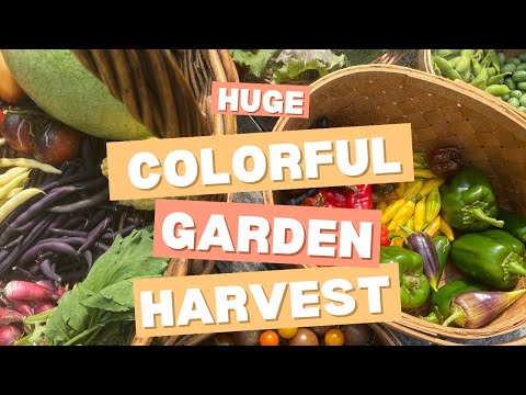 HUGE Colorful Garden Harvest - So Much Variety! 🍅🌶️🥒🫛