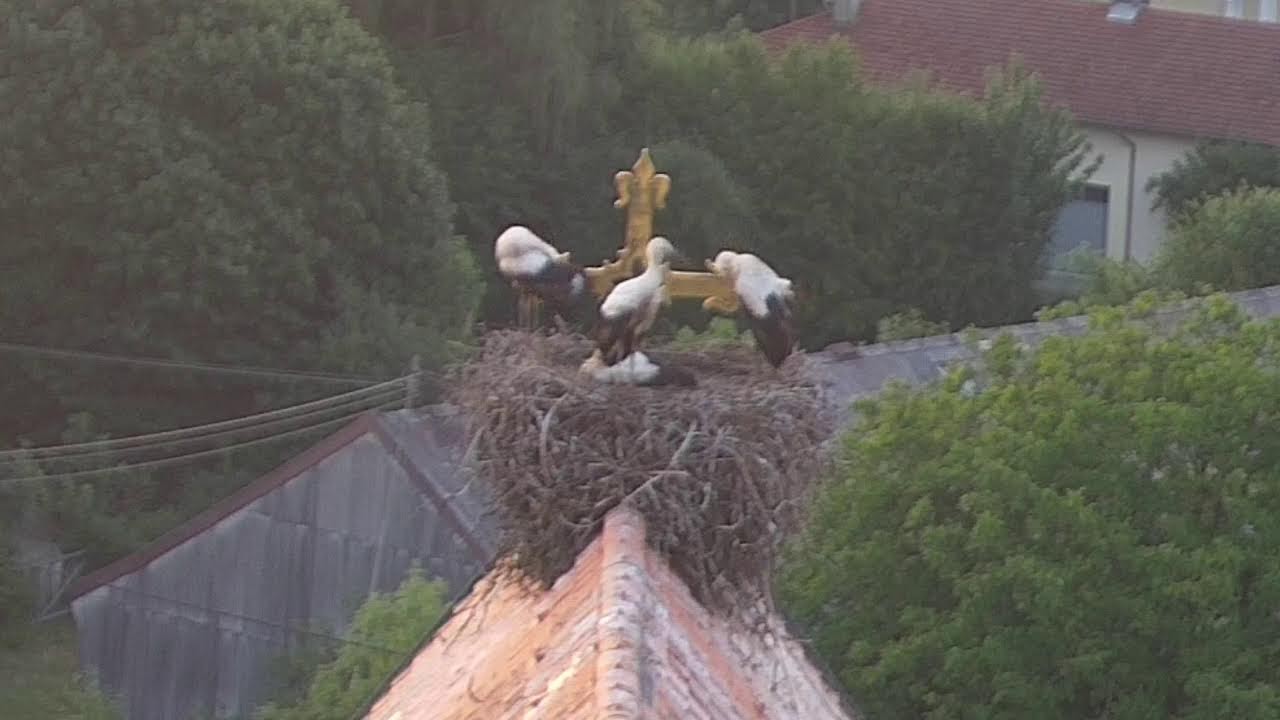 Live webcam view of Cigüeñas en la Iglesia de Haag