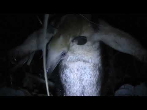 Filming the dusk in the jungle! And a beautiful anteater.